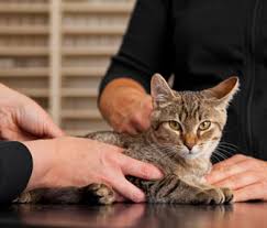 Cats breathe through their noses, generally, like any mammal. How To Check Your Cat S Vital Signs At Home