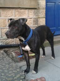 Detailed information on staffordshire bull terrier, from health to temperment you will find the information you need on staffordshire bull terrier. Black Brindle Staffy For Sale Huddersfield West Yorkshire Pets4homes