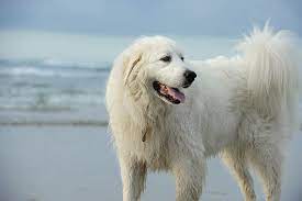 are great pyrenees good with other dogs