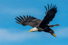 types of eagle the majestic birds of