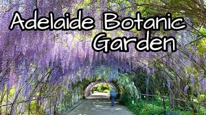 adelaide botanic garden adelaide