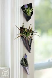 Air Plants For Stylish And Healthy