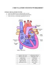 Life cannot go on without it. Circulatory System Worksheet