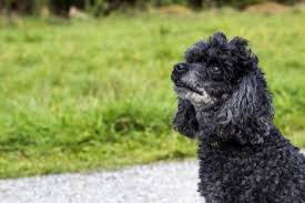 poodle health issues problems canna