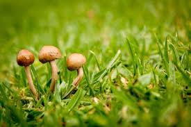 get rid of mushrooms in your yard