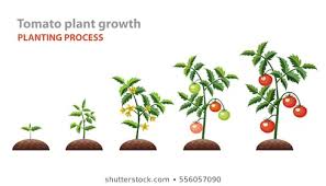 Tomatoes Growing Images Stock Photos Vectors Shutterstock