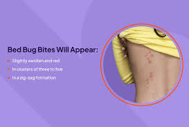 bed bug bite appearance symptoms