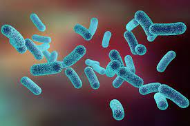 Bakteria coli - objawy i leczenie infekcji u dzieci | WP parenting