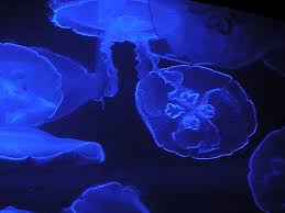 Das giftigste tier der welt, die seewespe ( würfelqualle ). Seewespe Oder Wurfelqualle Box Jellyfish Chironex Fleckeri Australien Blog