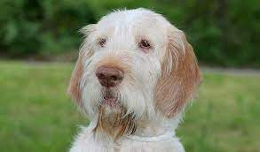 See more ideas about italian spinone, dogs, dogs and puppies. Spinone Italiano Dog Breed Information