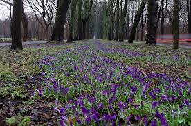 Viele zwiebelpflanzen haben an ende des jahres saison, darunter auch ein überraschender gast. 1 Million Krokusse Bluhen In Bremen Oberneuland Tberg De