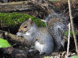 get rid of squirrels from your garden