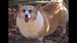 What Is And Is Not An Overweight Corgi Corgi