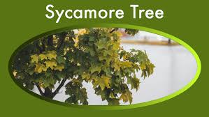 sycamore trees ultimate guide 6 types