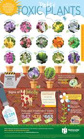 Toxic Plants And Pets Infographic