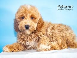 miniature poodle dog male apricot red