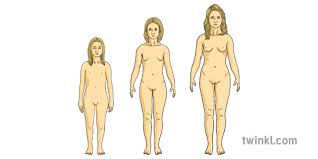 Unphotoshopped real women, sharing their beauty, in all its different forms. Female Puberty Y4 Growing Girl Woman Women Human Growth Anatomy Body Pshe
