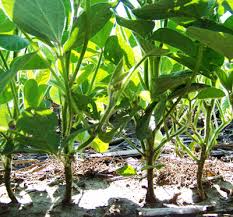Recommended Soybean Planting Populations Cropwatch