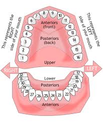 Peninsula Dento Facial Esthetics Tooth Numbering