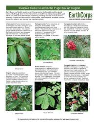 Invasive And Native Trees Of The