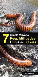 Keeping Millipedes Out Of The House