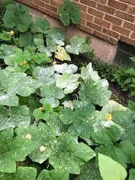 powdery mildew and how to save your