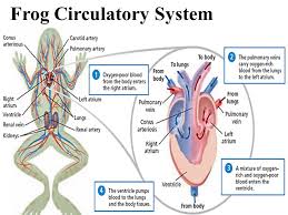 Notes On Circulatory System Of Frog Grade 11 Biology