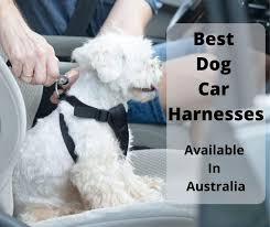 Best Dog Car Harness Options Australia