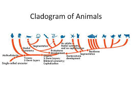 Cladogram activity | includes printable and digital versions distance learning. Ppt Cladogram Of Animals Powerpoint Presentation Free Download Id 2109934