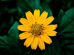 a beautiful natural photo yellow color
