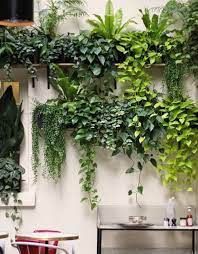 Hanging Plants Ideas Tips Vases And