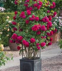 evergreen rose plant in