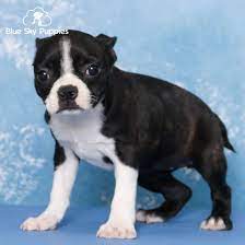 boston terrier puppy adopted in ta