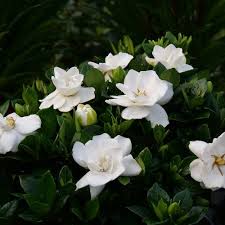 Gardenia Plants