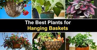 the best plants for hanging baskets