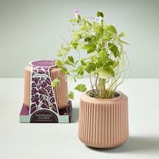 Modern Sprout Grow Kit Morning Glory
