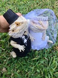 And as any doting and caring owner would, you naturally want to scoop up the best bearded dragon. Bearded Dragon Apparel Www Macj Com Br
