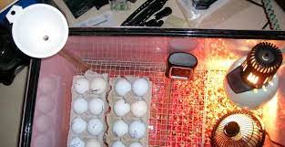 ideas for hatching eggs