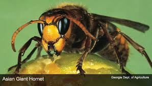 asian giant hornet bee culture