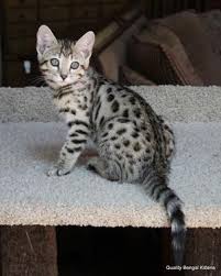 Bengal cats are very active and funny cats. Bengal Kittens For Sale California