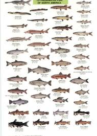 North America Fish Identification Chart Fish Chart