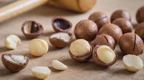 Image result for How to Grow Macadamia Nuts in Zimbabwe