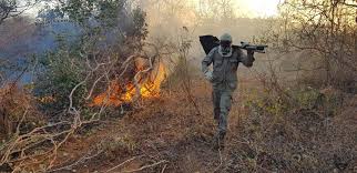 CAATINGA> Incêndios devastam vegetação nativa no Ceará; queimadas não param  crescer - CENTRO-SUL | CENTRO-SUL - Diário do Nordeste