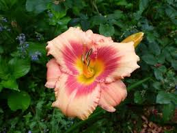 Apricot And Crimson Daylily Growing In