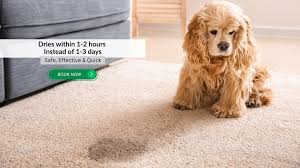 home eco dry carpet upholstery care