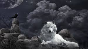 1000 wolf hd wallpapers and backgrounds