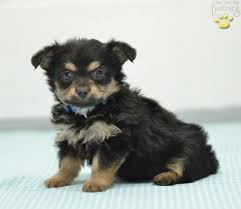 Maybe you would like to learn more about one of these? Foster Chorkie Puppy For Sale In Sugarcreek Oh Happy Valentines Day Happyvalentinesday2016i