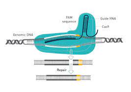 genome editing crispr cas9 diagenode