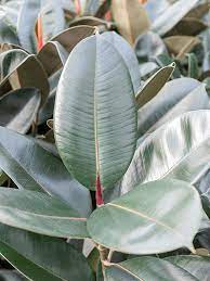 How To Care For Ficus Elastica Leafy Life