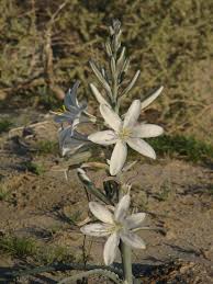 Hesperocallis Undulata: The Desert Lily